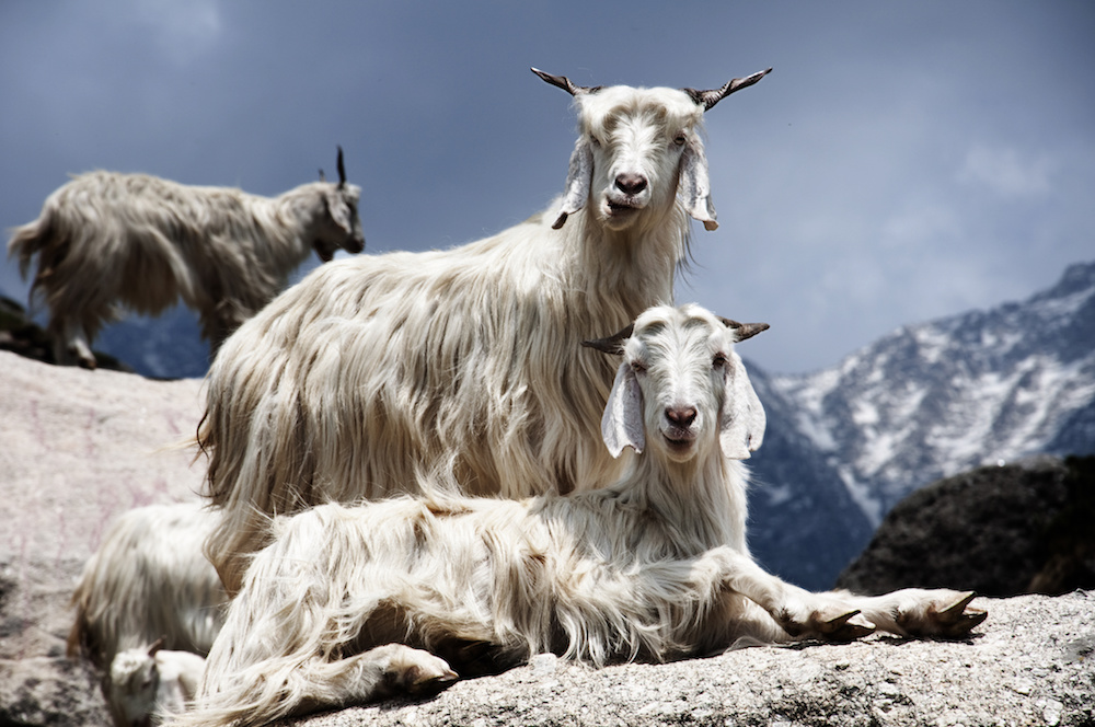 Animali che danno la lana