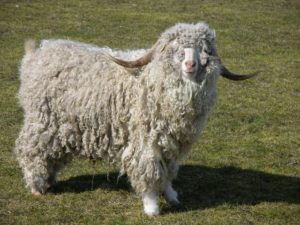 Animali che danno la lana